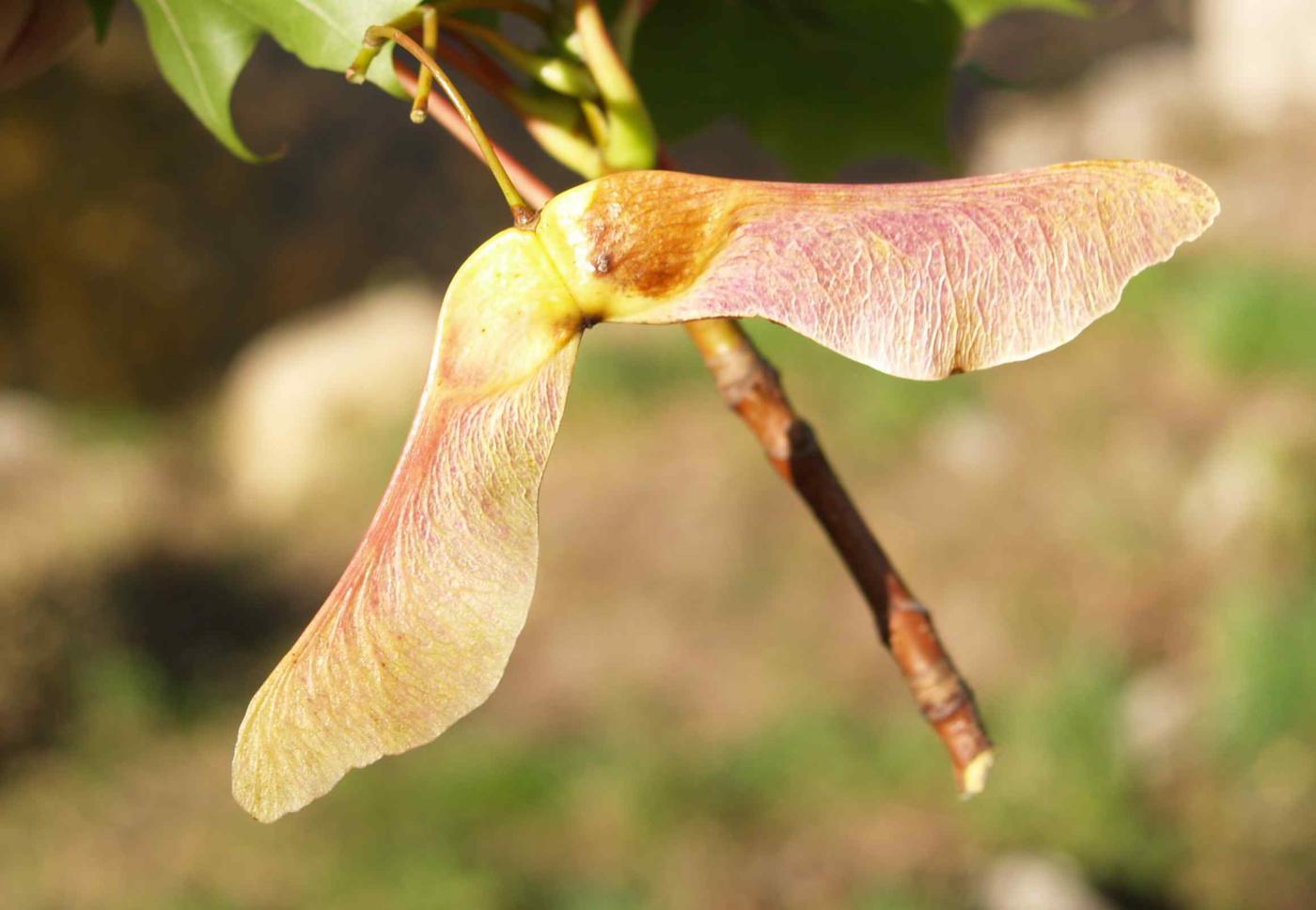 Maple, Norway fruit